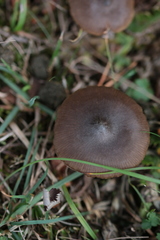 Entoloma hebes