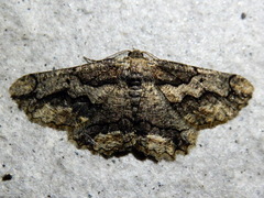 Menophra japygiaria