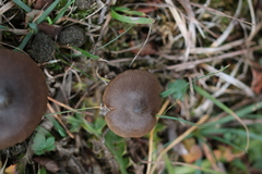 Entoloma hebes