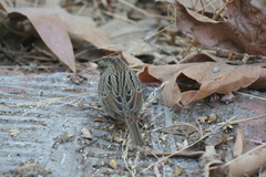 Melospiza lincolnii