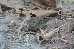 Melospiza lincolnii