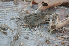 Melospiza lincolnii