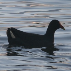 Gallinula tenebrosa