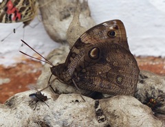 Opsiphanes invirae amplificatus