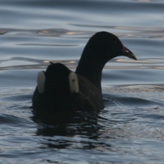 Gallinula tenebrosa