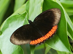 Biblis hyperia nectanabis
