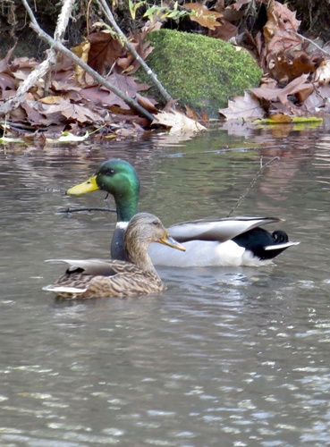 Mallard photographed in New Jersey