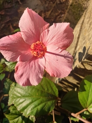 Hibiscus rosa-sinensis