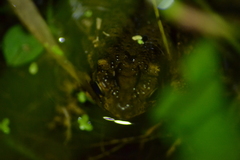 Ingerophrynus biporcatus