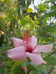 Hibiscus rosa-sinensis