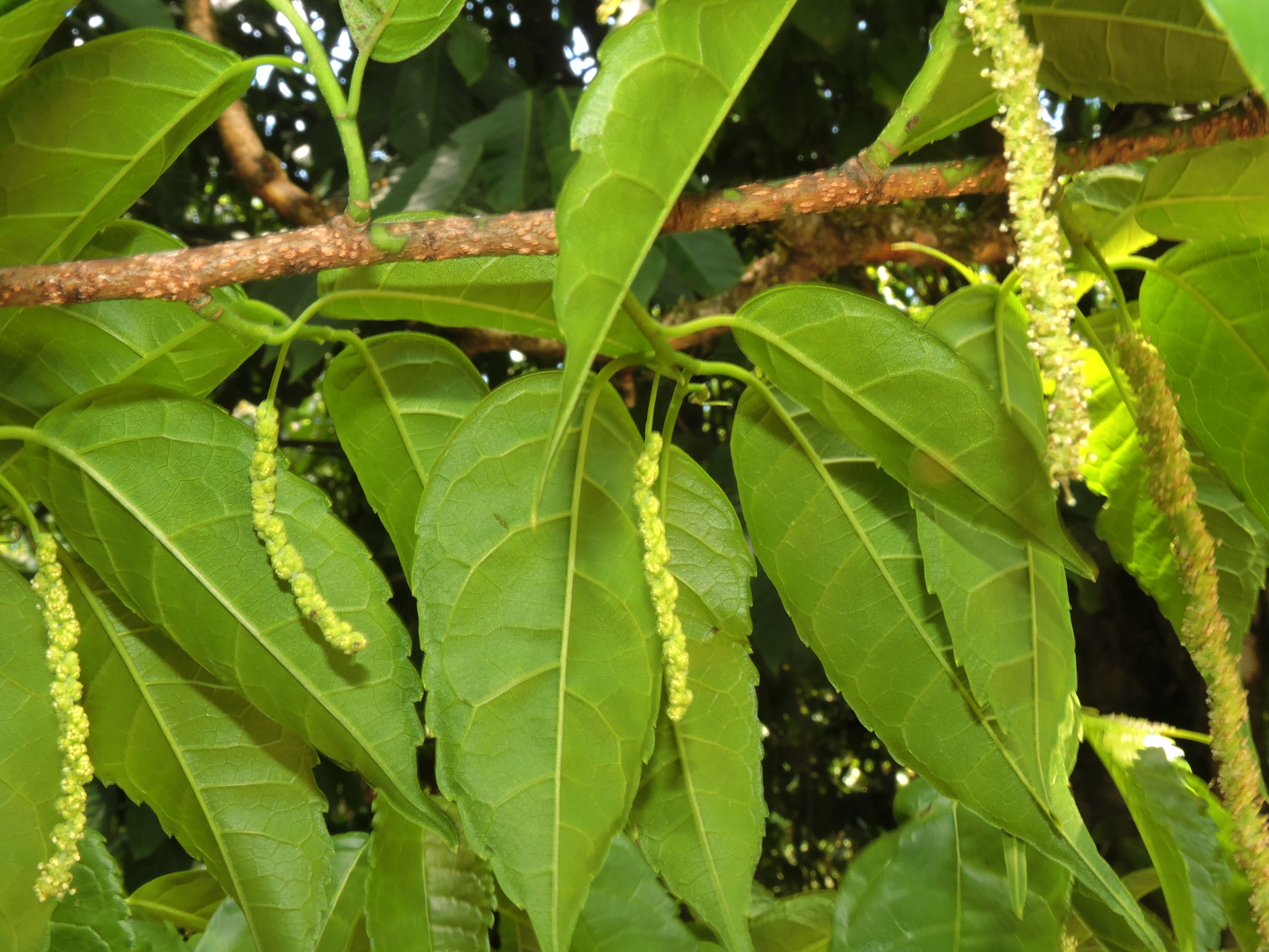 Mora, MACLURA TINCTORIA