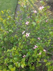 Hibiscus rosa-sinensis