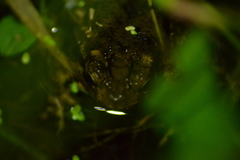 Ingerophrynus biporcatus