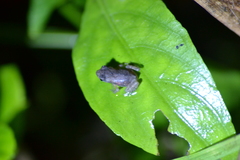 Ingerophrynus biporcatus