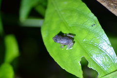 Ingerophrynus biporcatus