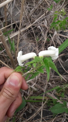 Amphilophium carolinae