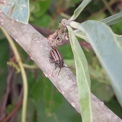 Disonycha bicarinata