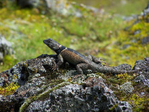 Sceloporus mucronatus