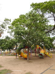Enterolobium contortisiliquum