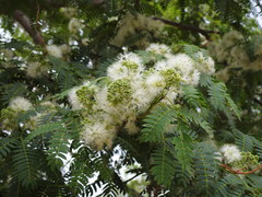 Enterolobium contortisiliquum
