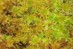 Sphagnum pulchrum