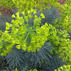 Euphorbia characias
