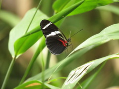 Heliconius antiochus