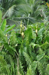 Urospatha friedrichsthalii