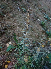 Omalotheca sylvatica