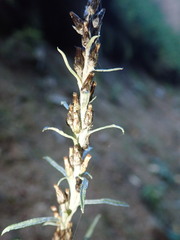 Omalotheca sylvatica