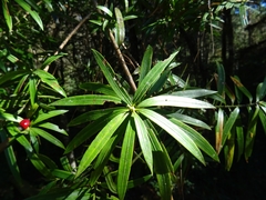 Podocarpus matudae