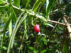 Podocarpus matudae