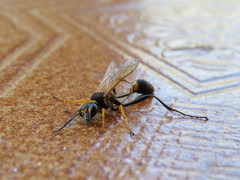 Sceliphron asiaticum