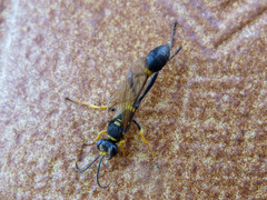 Sceliphron asiaticum