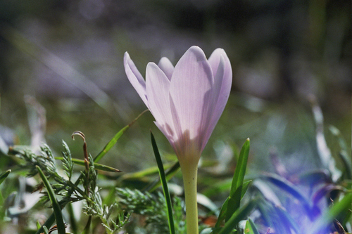 Autumn Crocus, Meadow Saffron