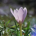 Alpine Meadow Saffron - Photo (c) Clopin clopant, some rights reserved (CC BY-NC)