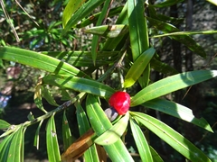 Podocarpus matudae