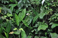Image of Spathiphyllum friedrichsthalii