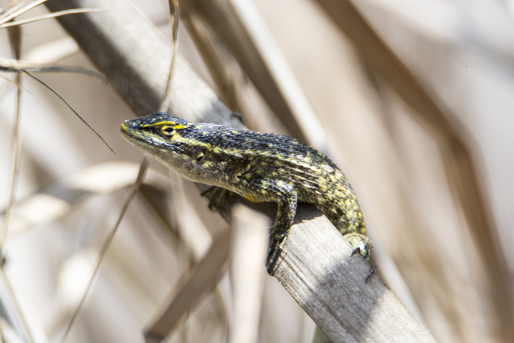 Modest Whorltail Iguana