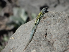 Liolaemus nigroviridis