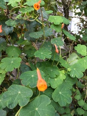 Tropaeolum tuberosum