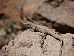 Liolaemus monticola