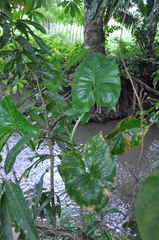 Montrichardia arborescens