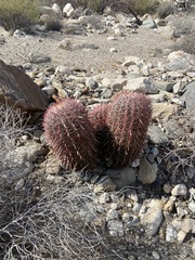Ferocactus gracilis gracilis
