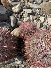 Ferocactus gracilis gracilis