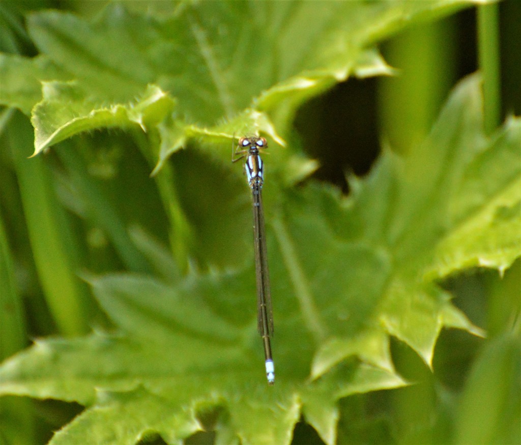 Cyanallagma bonariense