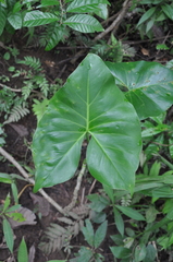 Montrichardia arborescens