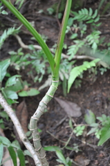 Montrichardia arborescens