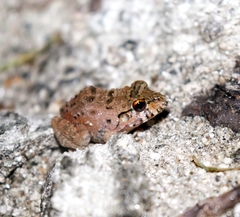 Leptodactylus labyrinthicus