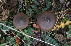 Entoloma hebes